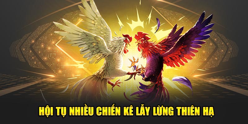 Hội tụ nhiều chiến kê lẫy lừng thiên hạ