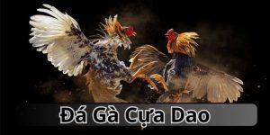 đá gà cựa dao