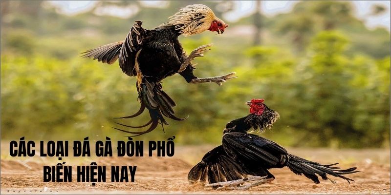 Những hình thức phổ biến của đá gà đòn