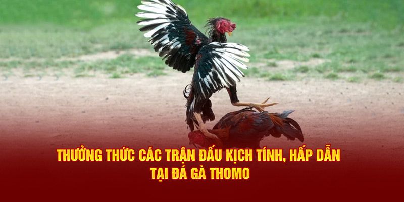 Tính năng nổi bật của hình thức đá gà 18Win