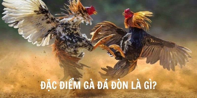 Đặc điểm chung chiến kê đá gà đòn là gì? 