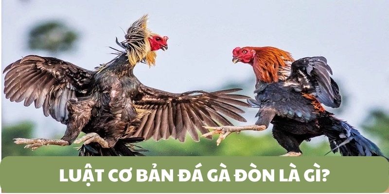 Khám phá luật cơ bản của đá gà đòn là gì